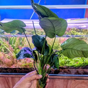 anubias barteri var