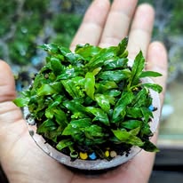 anubias glabra minima