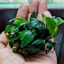 anubias japan bonsai mini