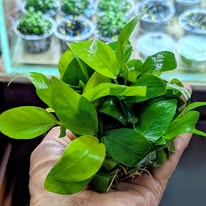 anubias nana gold