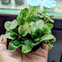 anubias pinto white (premium)