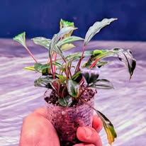 bucephalandra red heart