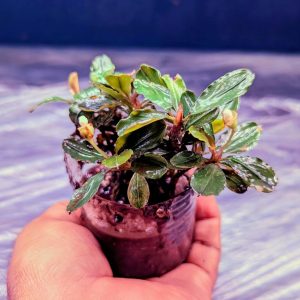 bucephalandra spe malaway pink