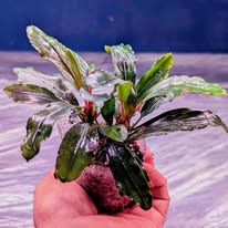 bucephalandra spe purple