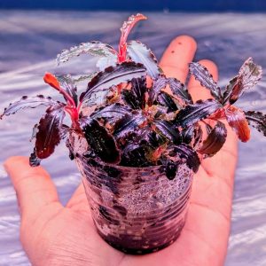 bucephalandra kedagang