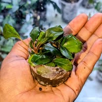 bucephalandre spe pino