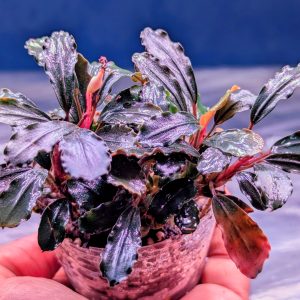 bucephalandra spe ghost