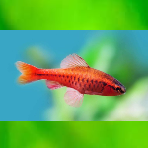 cherry barb