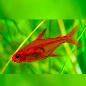 ember tetra
