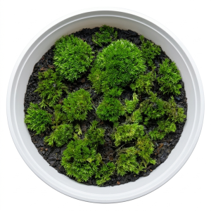 cushion moss per (cup)