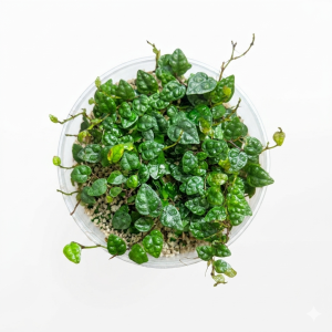 ficus pumila minima (cutting)