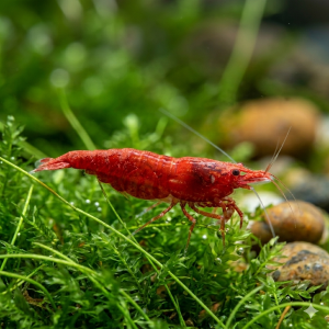 fire red shrimp (1 pcs)