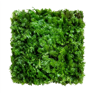 fissidens moss (cup)