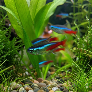 neon tetra