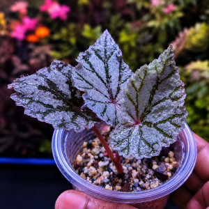 rex begonia (pot)