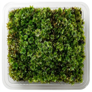 baby tear (star moss) per cup
