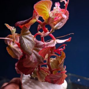 begonia species