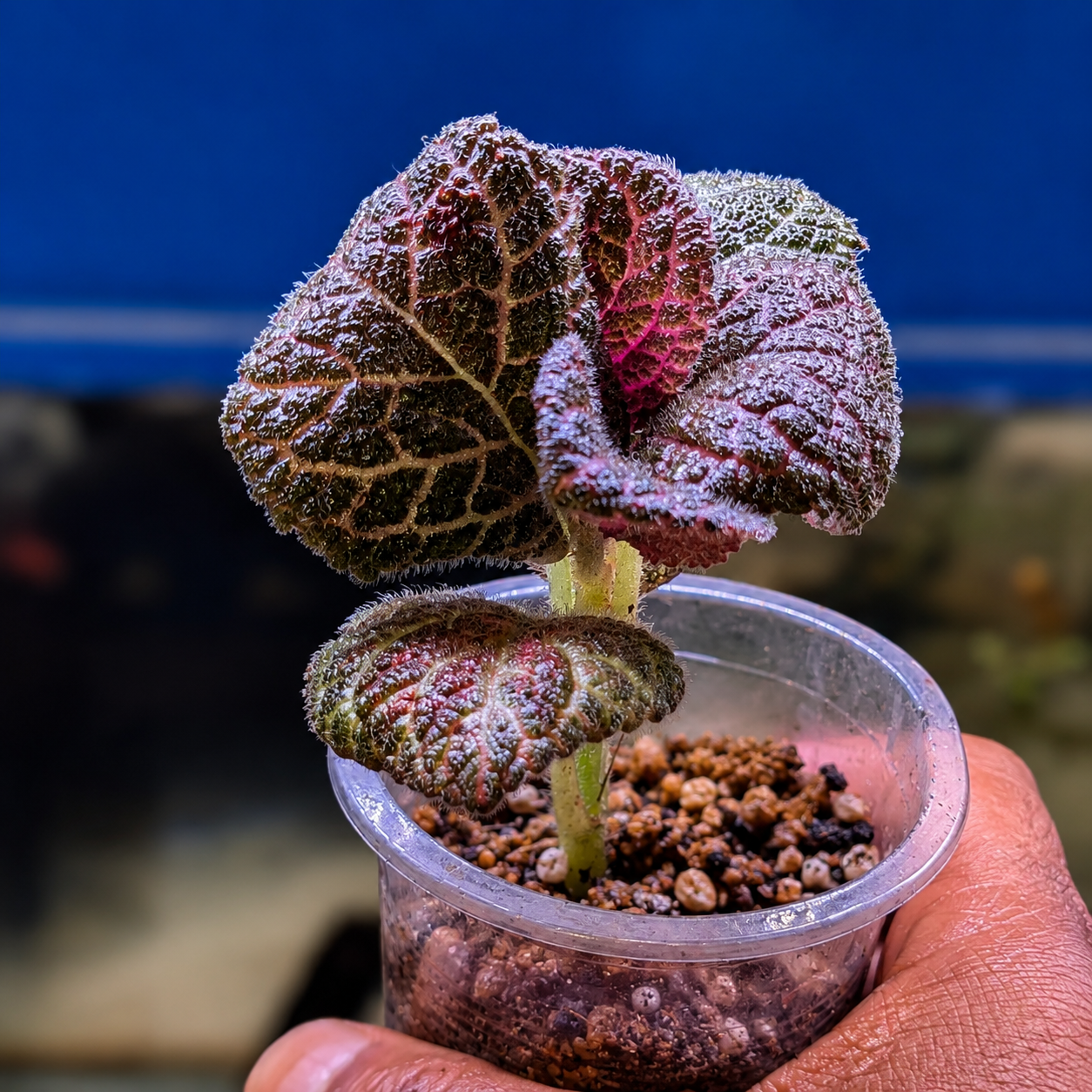 begonia flame violet (episcia) pot begonia flame violet (episcia) pot