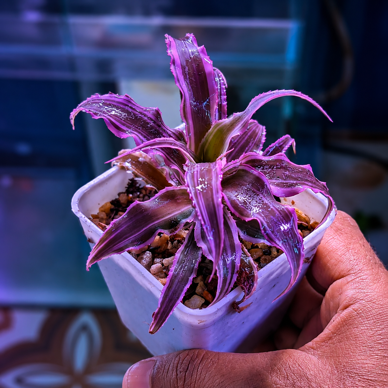 cryptanthus cryptanthus