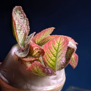 episcia cupreata