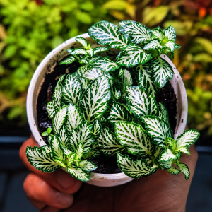 fittonia 'white anne'
