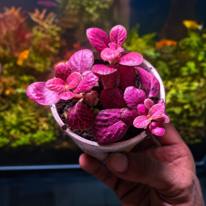fittonia verschaffeltii big leaf (pink special) per pot