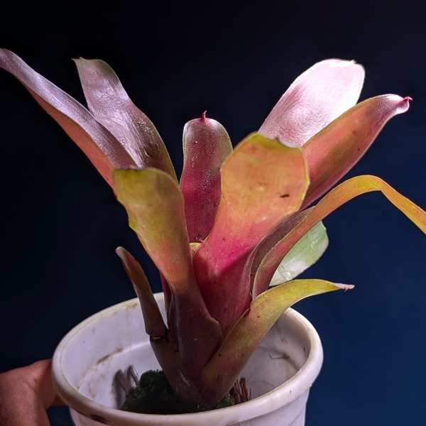 neoregelia bromeliad neoregelia bromeliad