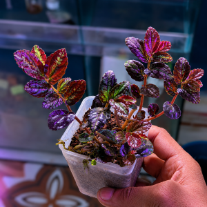 pellionia repens (cutting) 1 pcs