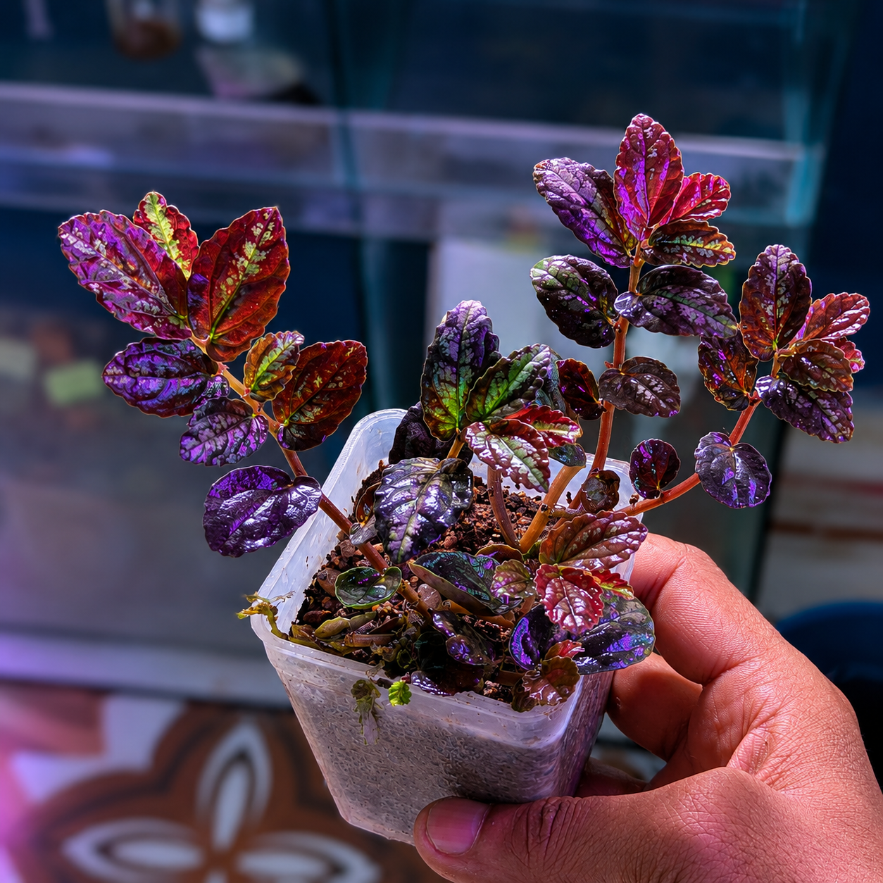 pellionia repens (cutting) 1 pcs pellionia repens (cutting) 1 pcs