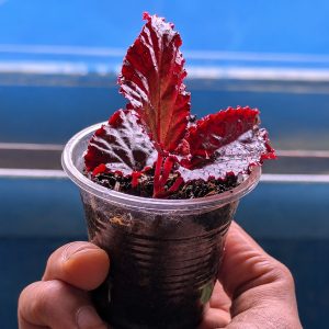 rex begonia seper red