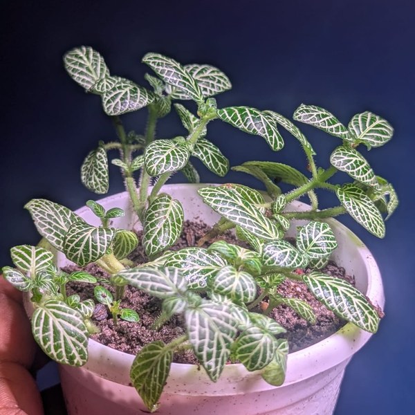 fittonia albivenis (pot) fittonia albivenis (pot)