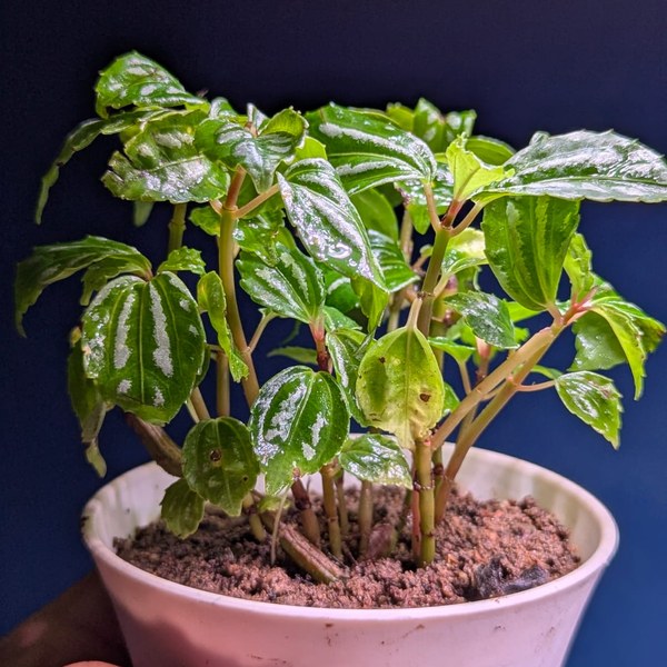 pilea cadierei pilea cadierei