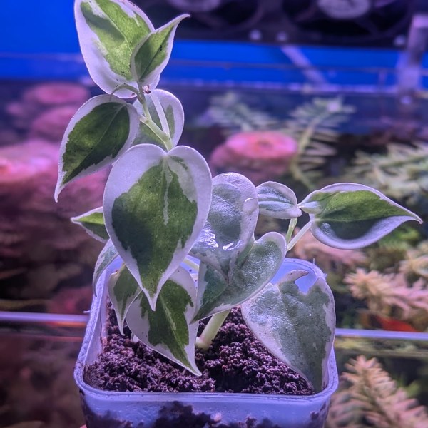 variegated cupid peperomia variegated cupid peperomia