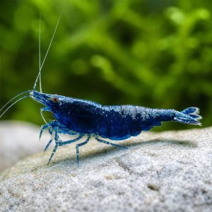 blue shrimp