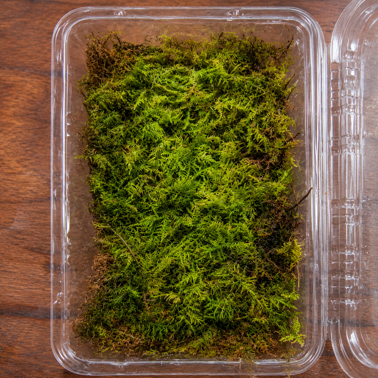 feather moss pot size 8x16 feather moss pot size 8x16