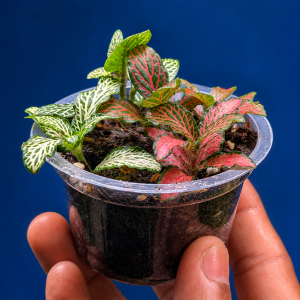 fittonia mix pot