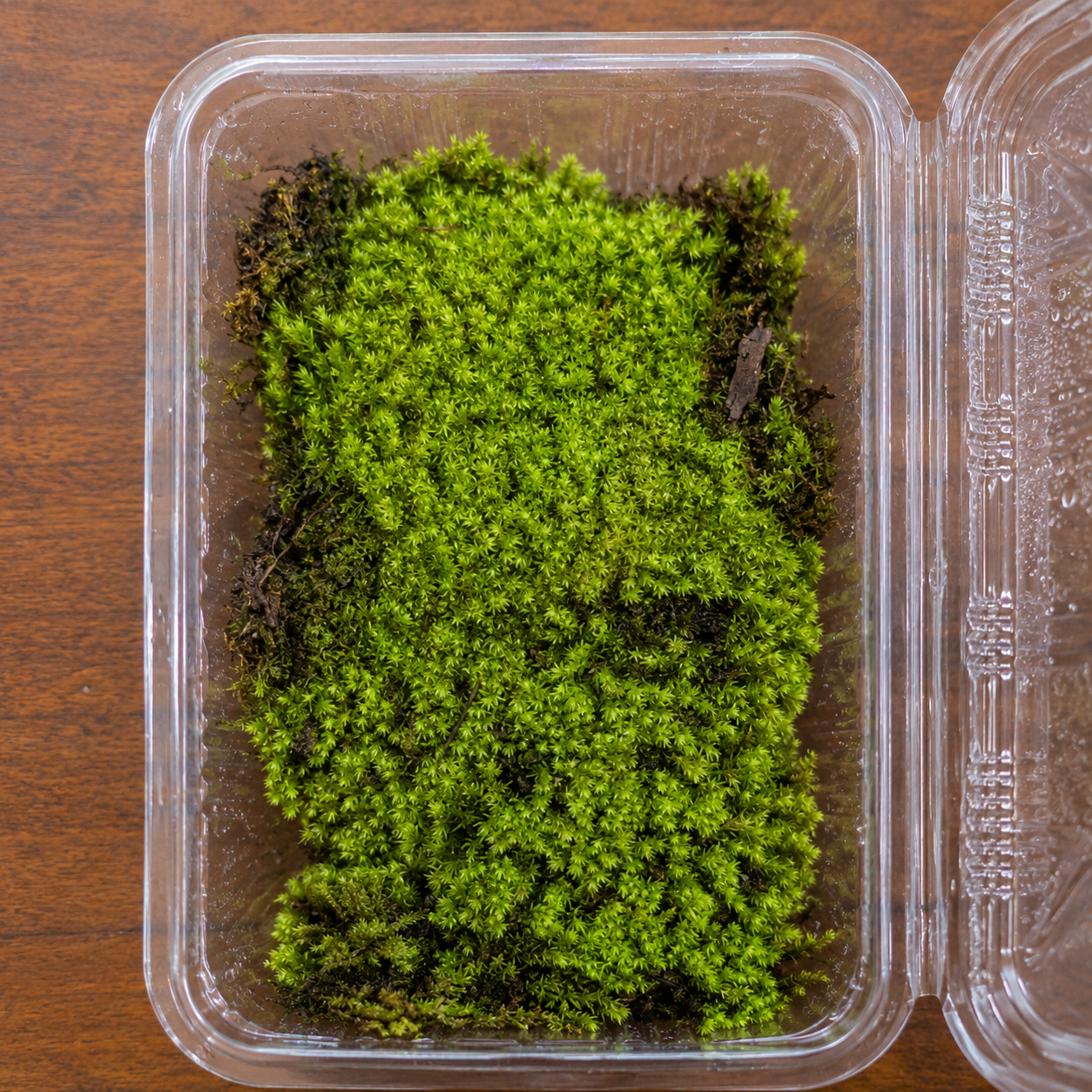 foxtail moss pot size 8x11 foxtail moss pot size 8x11