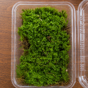pagiomnium moss pot size 8x11