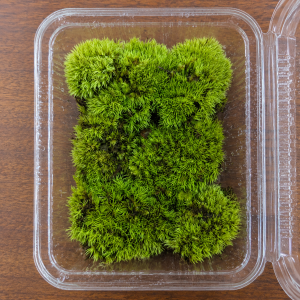pin cushion moss pot size 8x11