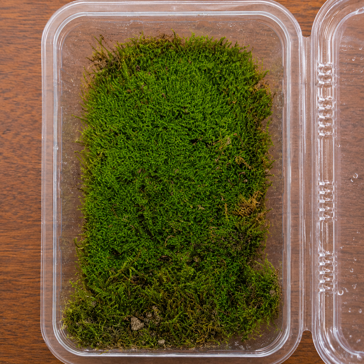 sheet moss pot size 8x11 sheet moss pot size 8x11