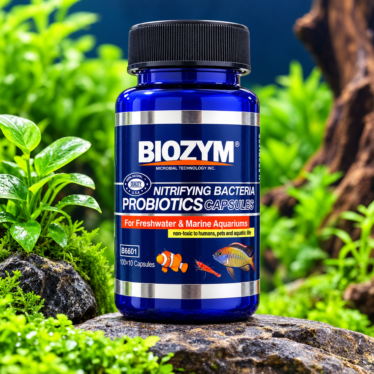 biozym nitrifying bacteria probiotics capsules per pcs 90 taka biozym nitrifying bacteria probiotics capsules per pcs 90 taka